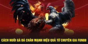 Cách Nuôi Gà Đá Chân Mạnh Hiệu Quả Từ Chuyên Gia FUN88