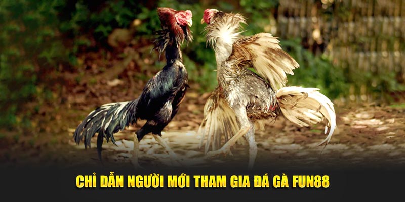 Chỉ dẫn người mới tham gia đá gà Fun88