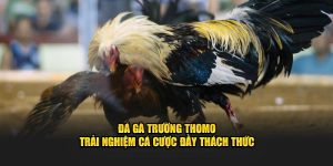 Đá Gà Trường Thomo - Trải Nghiệm Cá Cược Đầy Thách Thức