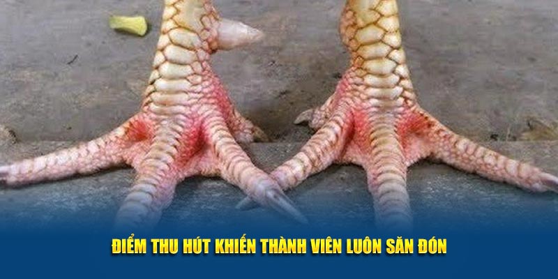 Điểm thu hút khiến thành viên luôn săn đón