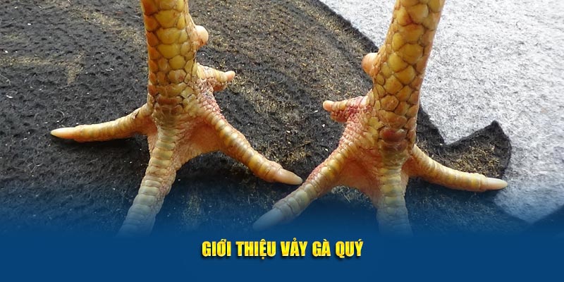 Giới thiệu vảy gà quý