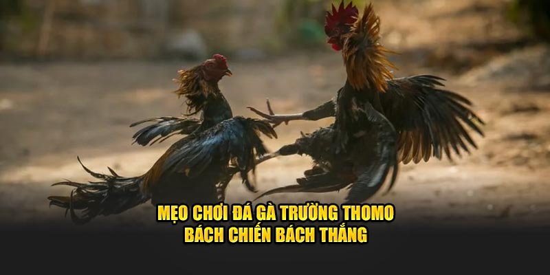 Mẹo chơi đá gà trường Thomo bách chiến bách thắng