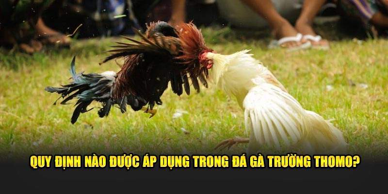 Quy định nào được áp dụng trong đá gà trường Thomo?