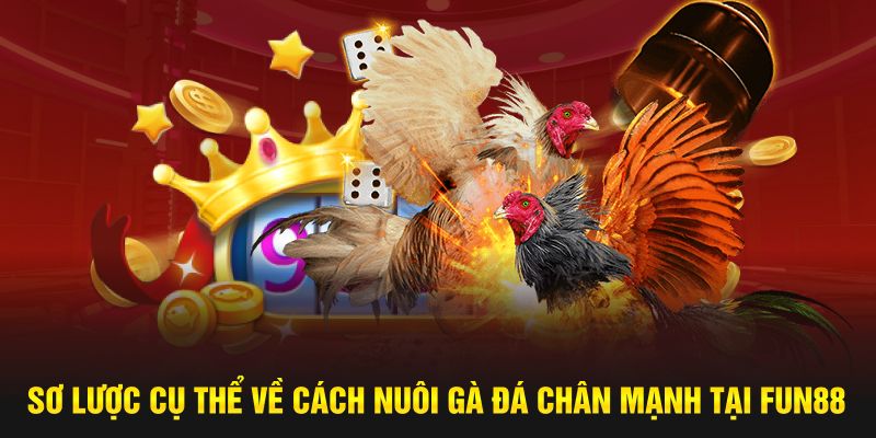 Sơ lược cụ thể về cách nuôi gà đá chân mạnh tại Fun88