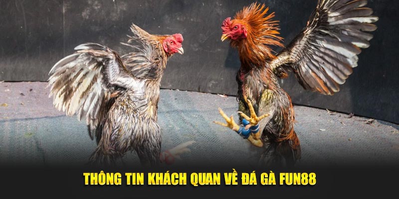 Thông tin khách quan về đá gà Fun88