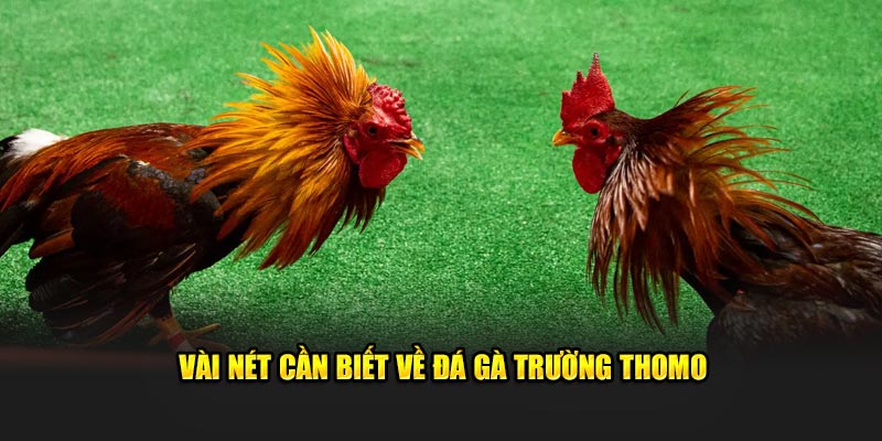 Vài nét căn bản về đá gà trường Thomo