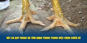 Vảy Gà Quý FUN88 Và Tầm Quan Trọng Trong Việc Chọn Chiến Kê